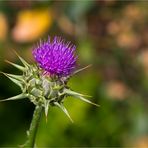 Mariendistel (Silybum marianum)