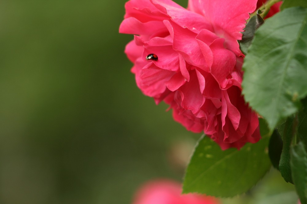 Marienekäfer auf Rose