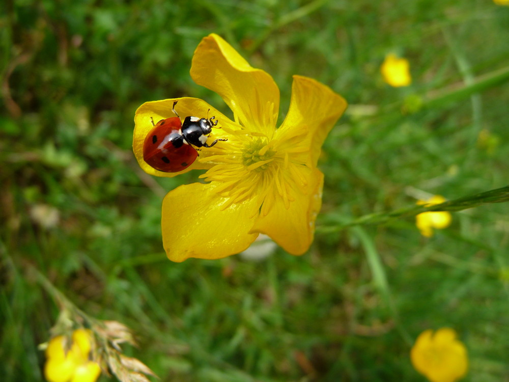 Marienenkäfer