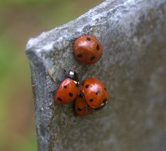 Marienenkäfer beim Lieben erwischt (Paarung)