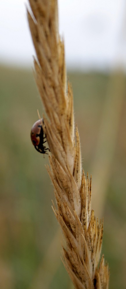 marieni