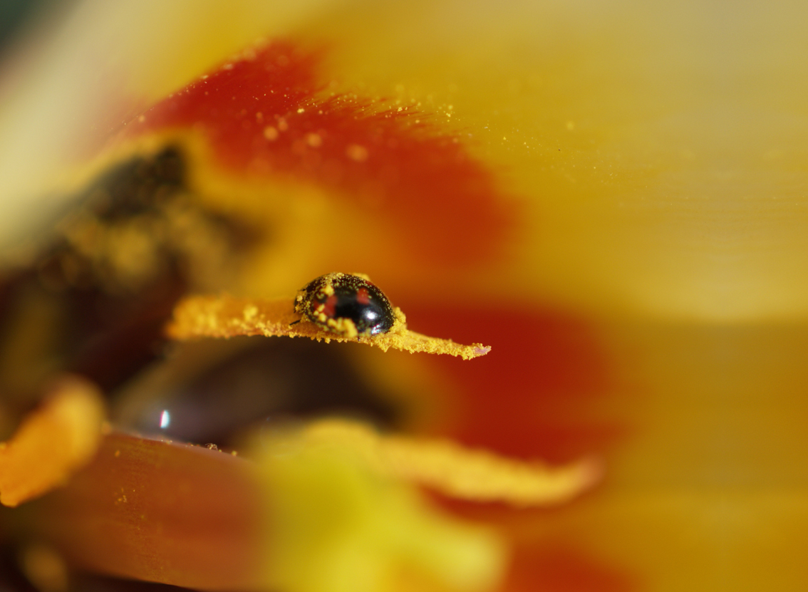 Marieni in einer wilden Tulpe