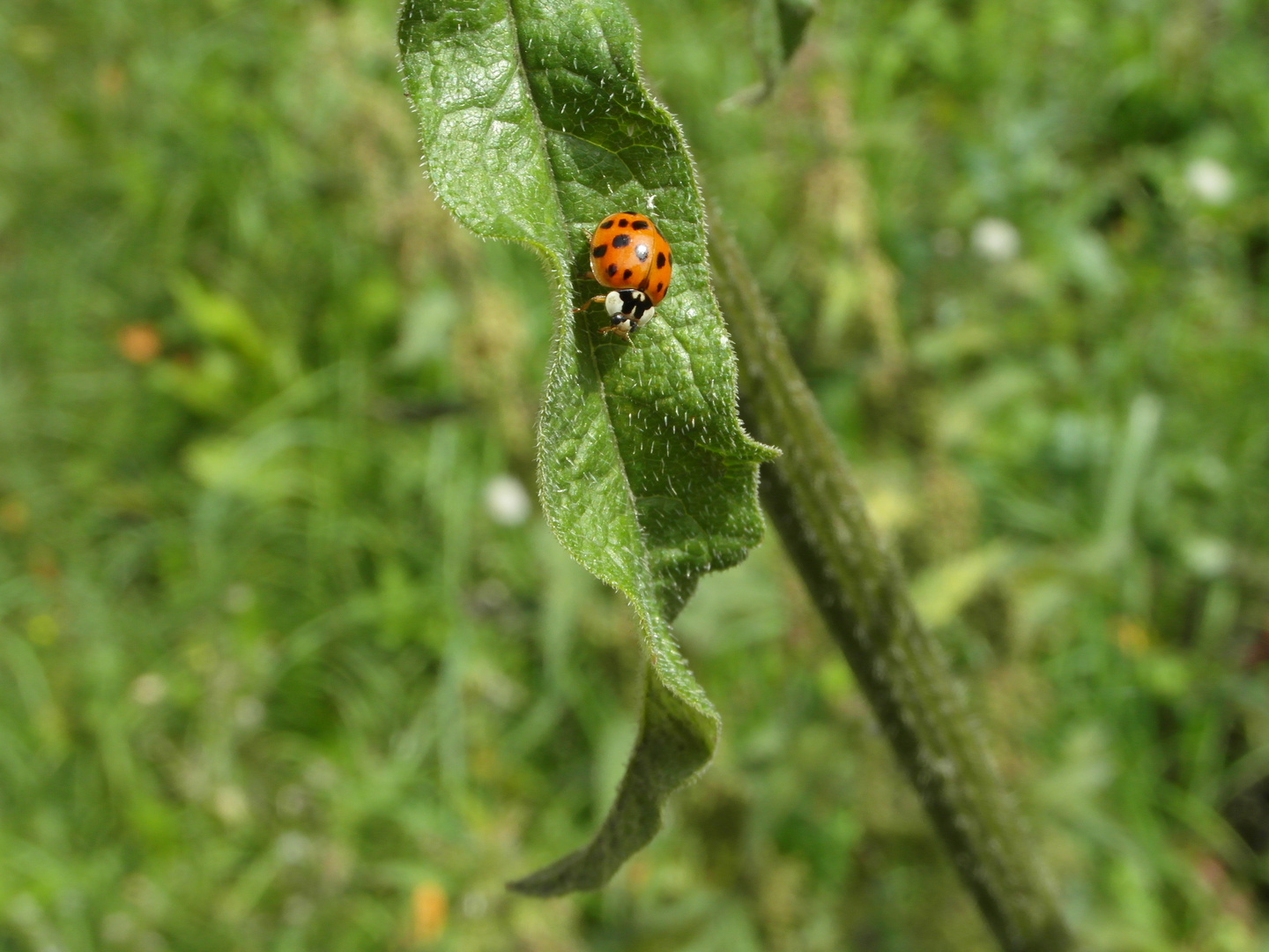 Marienkäfer