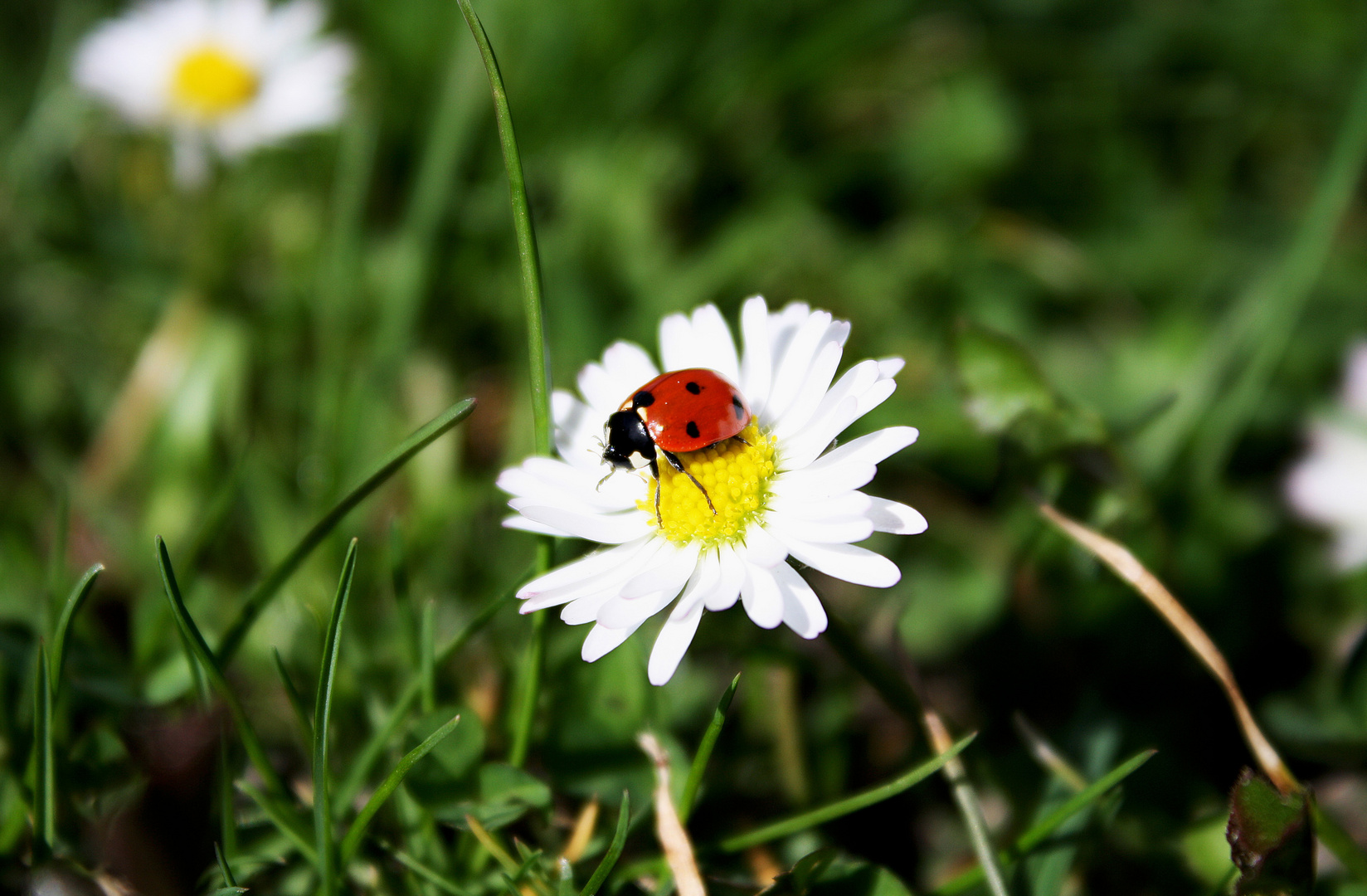 Marienkäfer Foto & Bild | frühling, marienkäfer, gänseblume Bilder auf