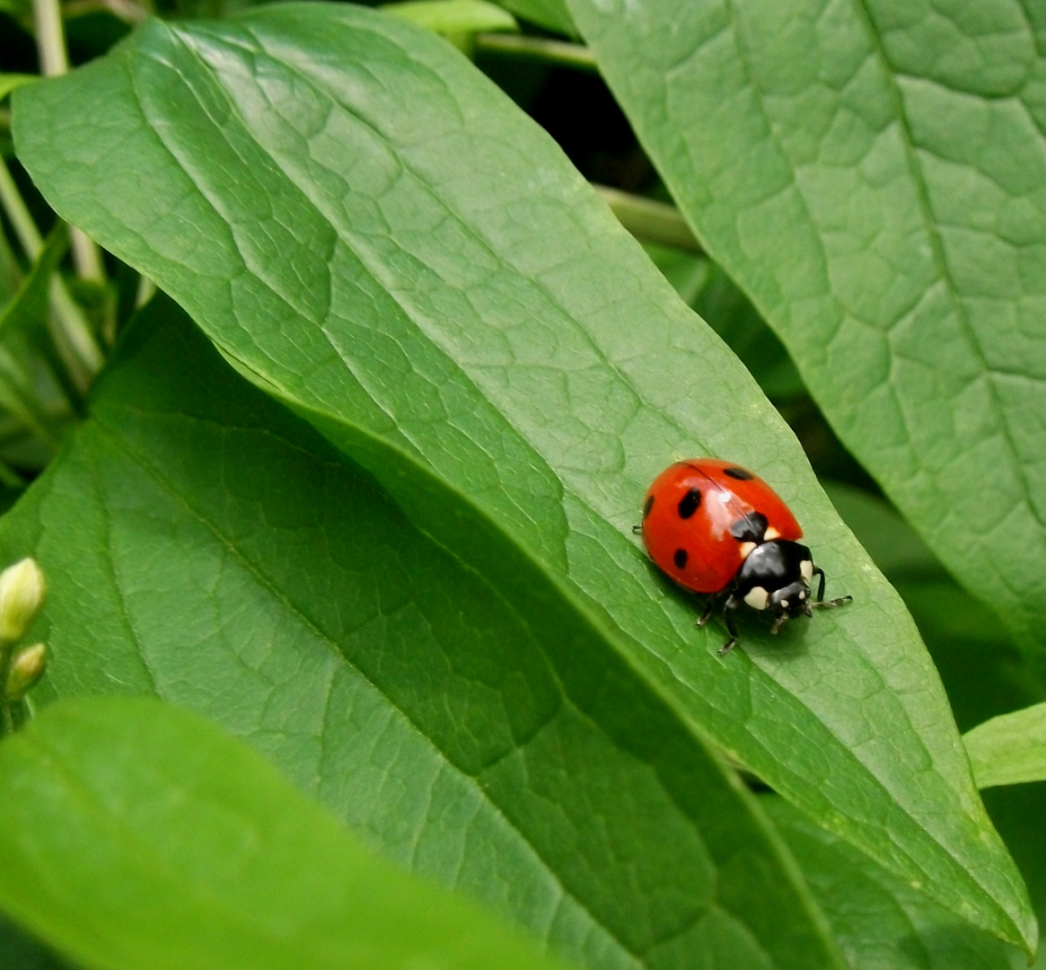 Marienkäfer