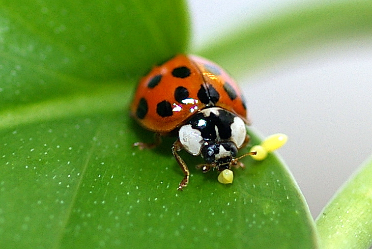 Marienkäfer