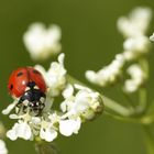 Marienkäfer