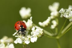 Marienkäfer