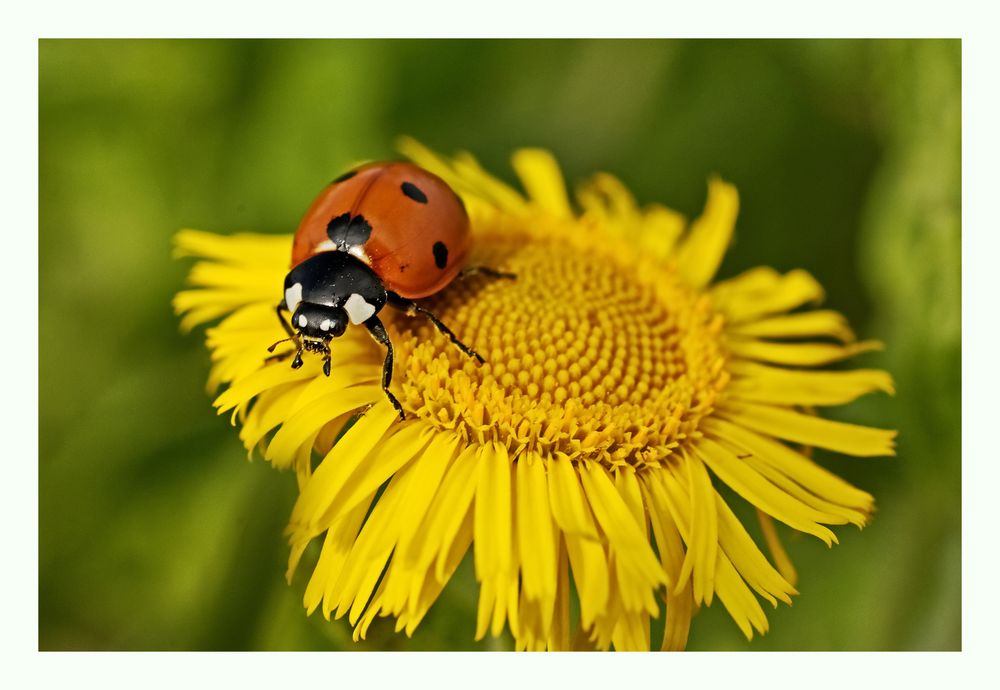 Marienkäfer 1 Foto & Bild | tiere, wildlife, insekten Bilder auf