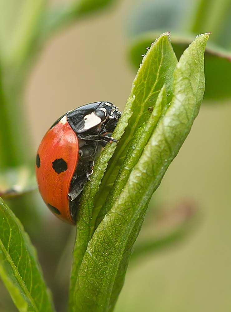 Marienkäfer