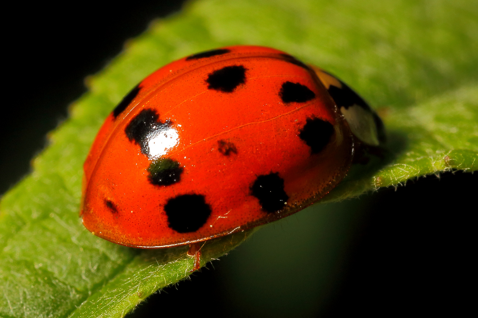 Marienkäfer