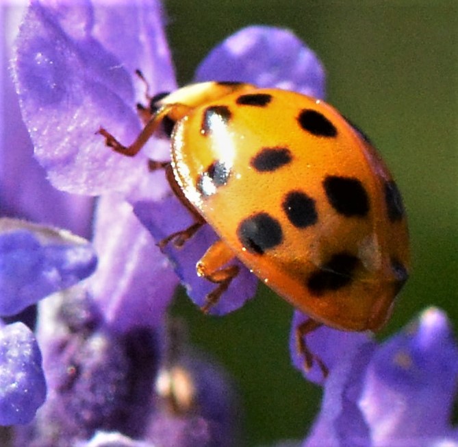 Marienkäfer