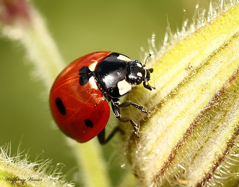 Marienkäfer