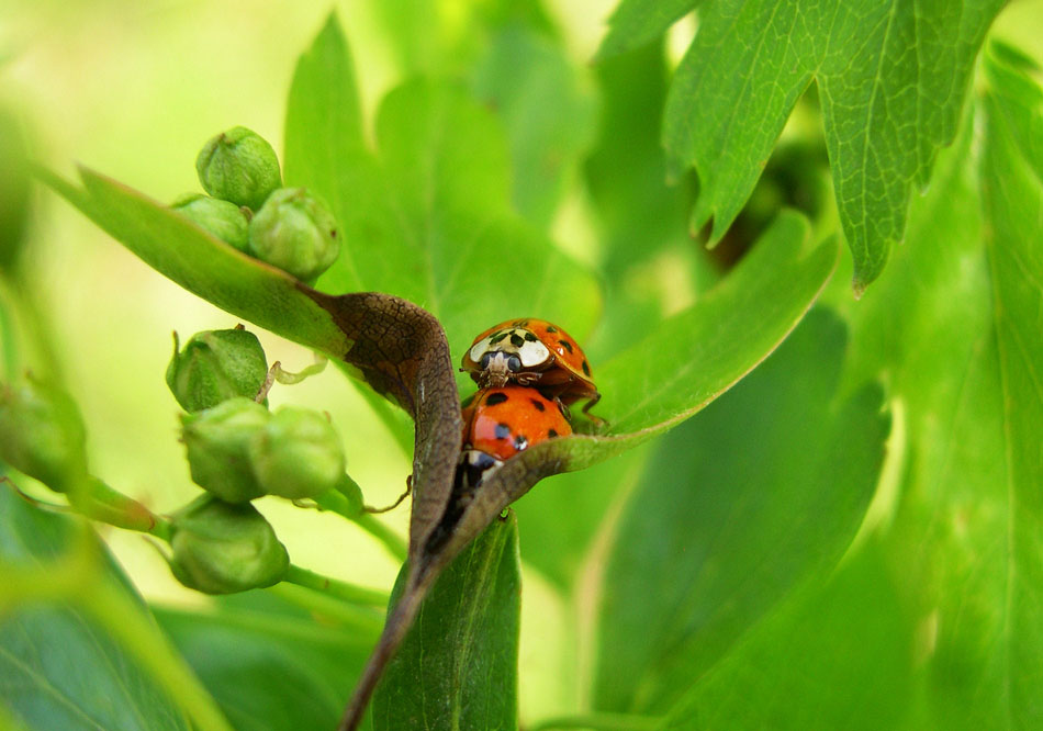 Marienkäfer