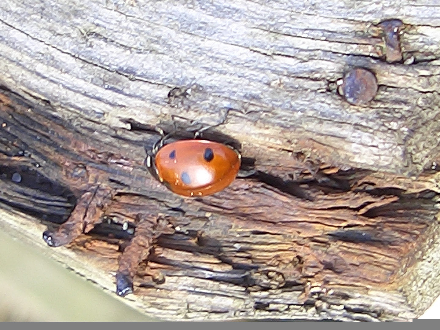 Marienkäfer