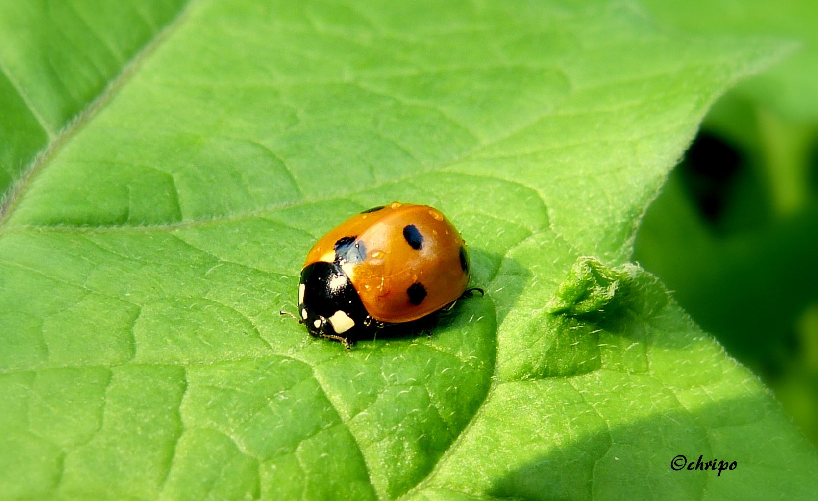 Marienkäfer