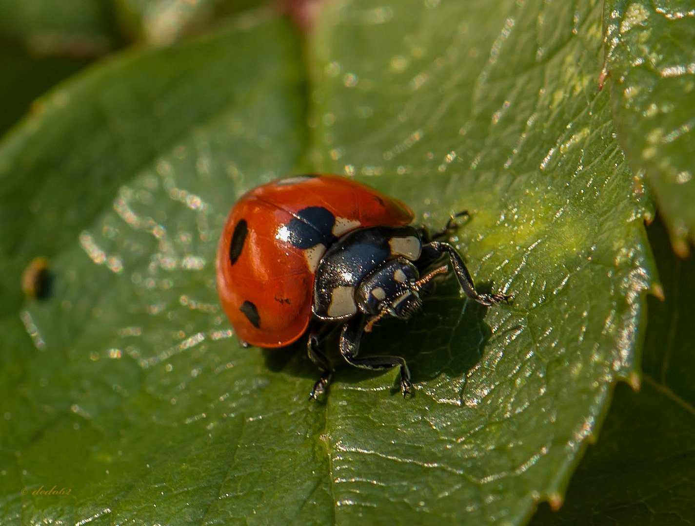 Marienkäfer