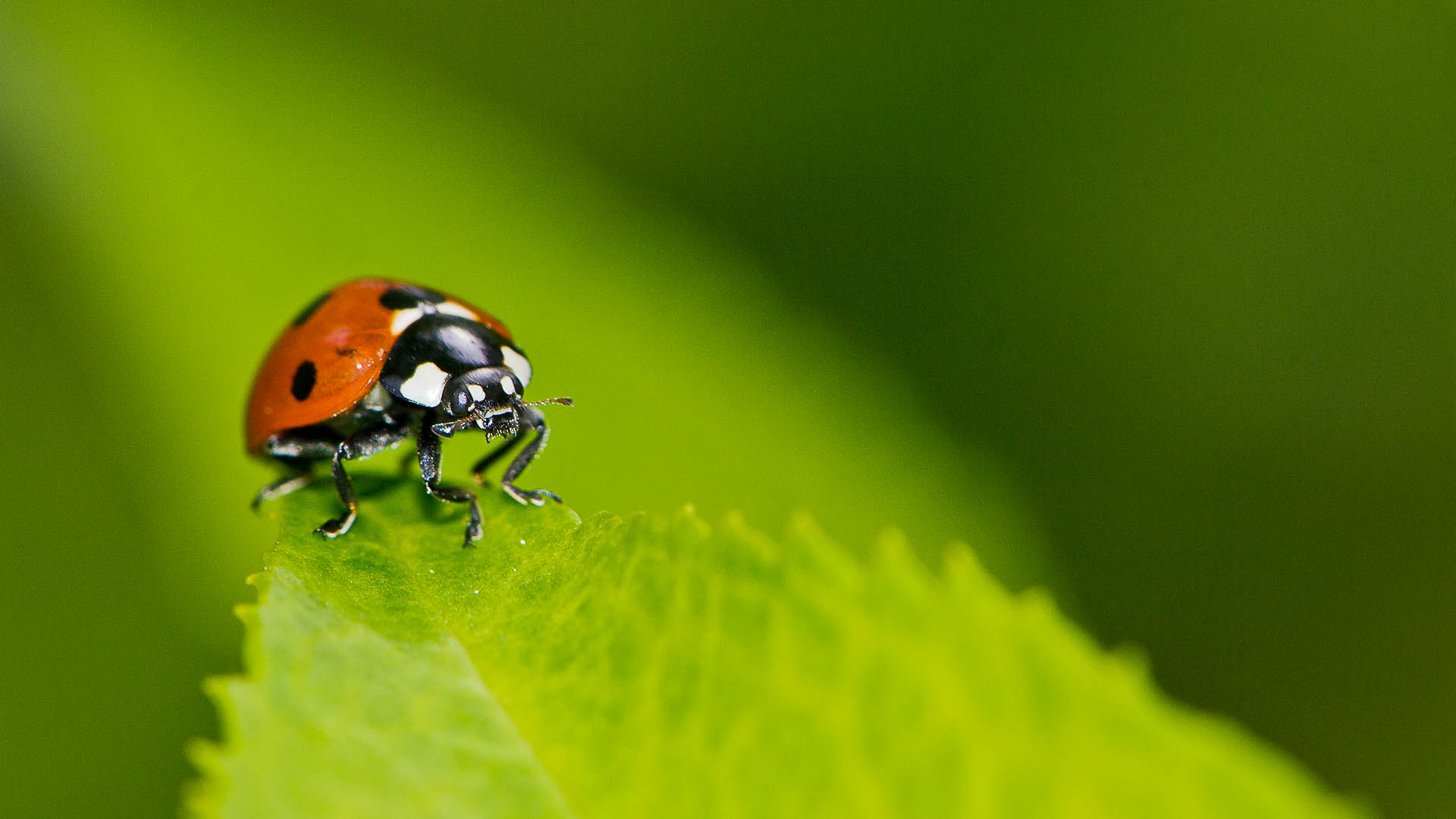 Marienkäfer Foto & Bild | tiere, wildlife, insekten Bilder auf