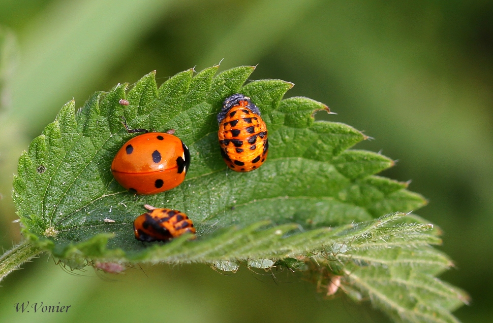 Marienkäfer Foto & Bild | tiere, wildlife, insekten Bilder auf