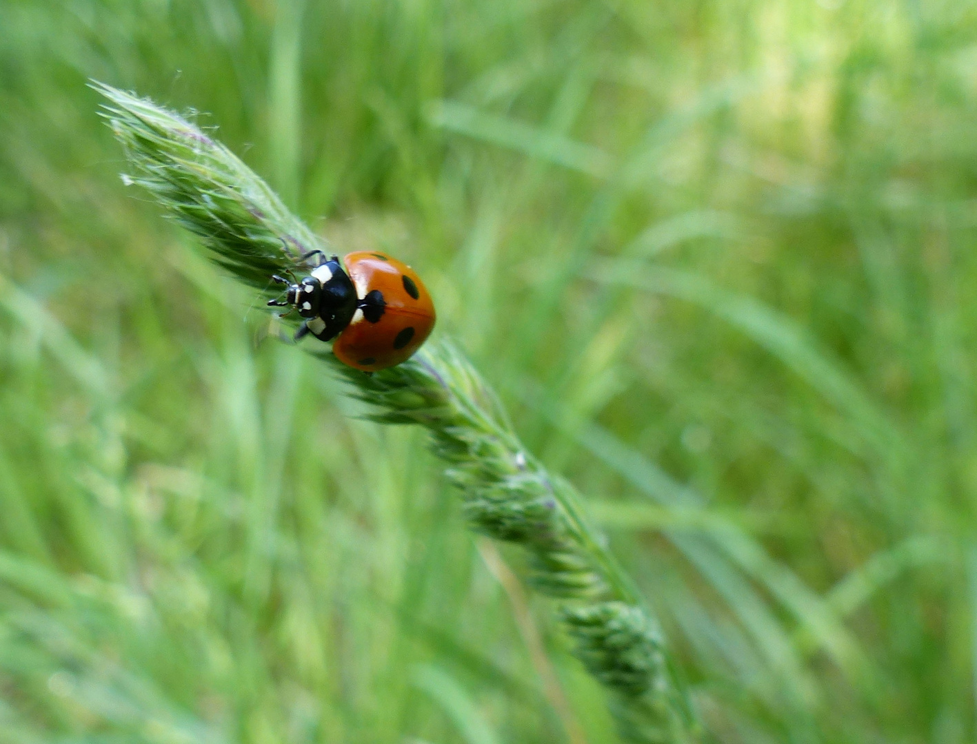 Marienkäfer