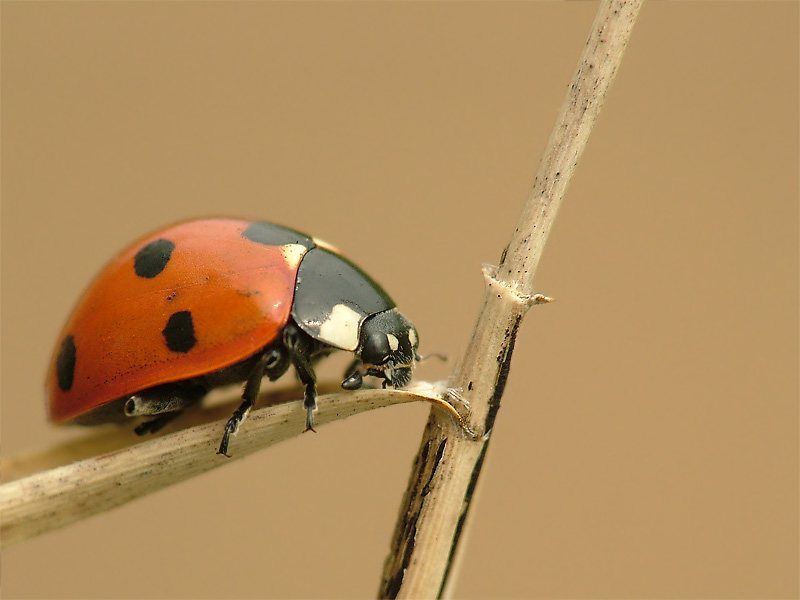 Marienkäfer 2