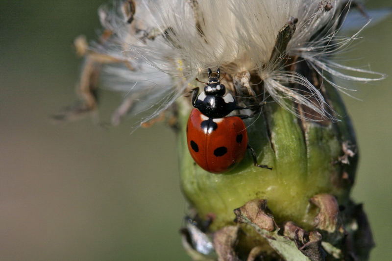 Marienkäfer 2