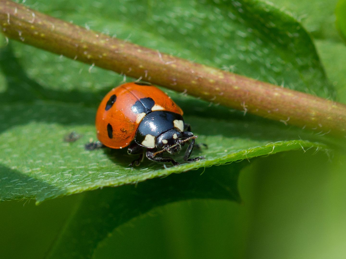 Marienkäfer 2