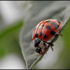 Marienkäfer #2 - Komme nächsten Sommer wieder...