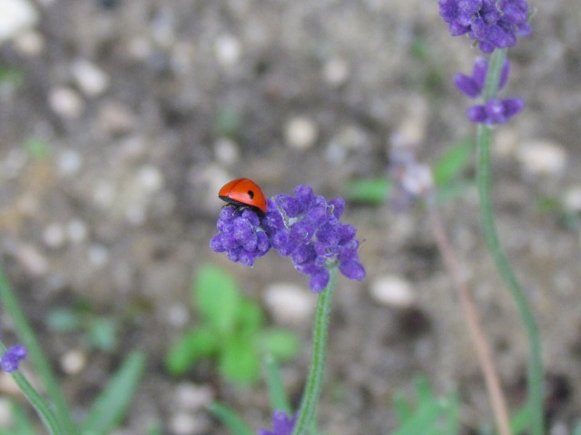 Marienkäfer