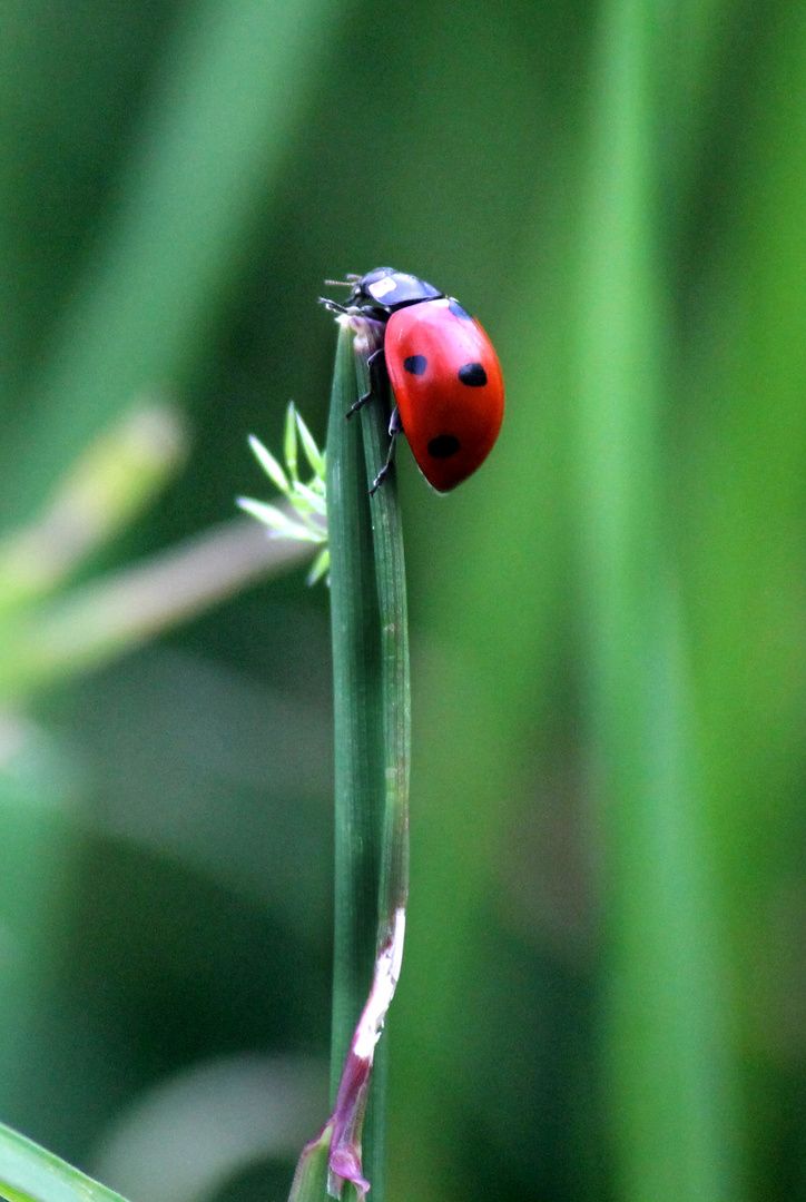 Marienkäfer Foto & Bild | tiere, natur Bilder auf fotocommunity