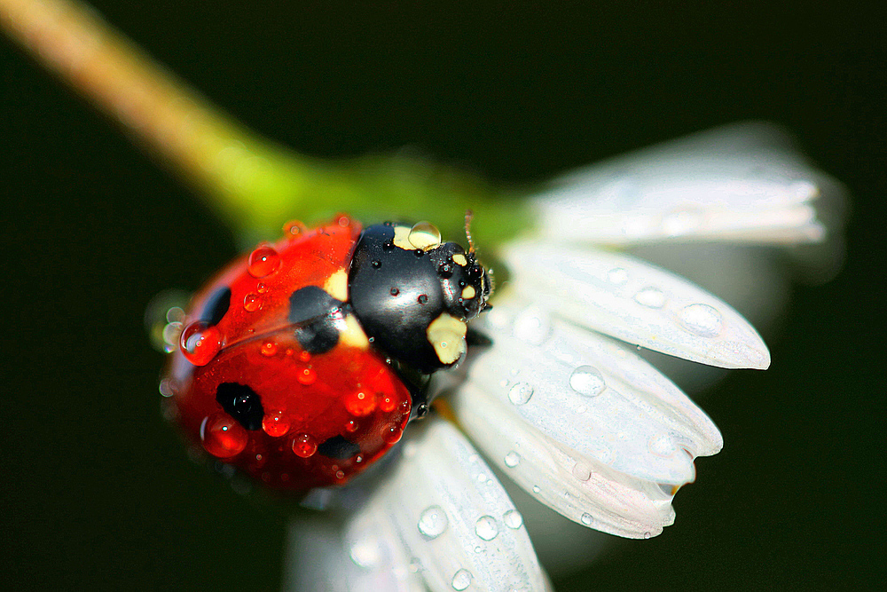 Marienkäfer 27.05.2012 (2)