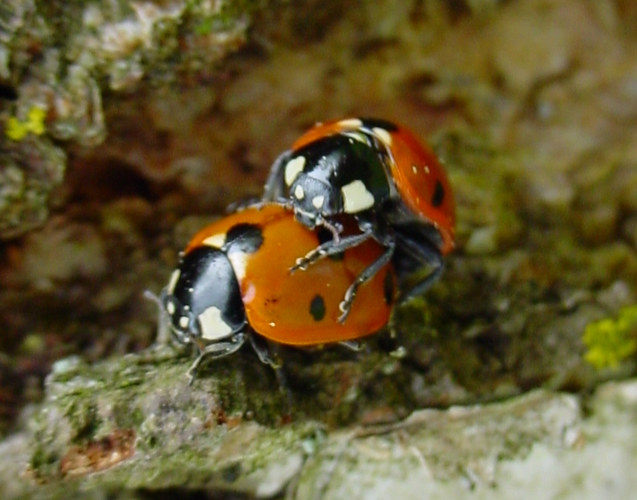 Marienkäfer