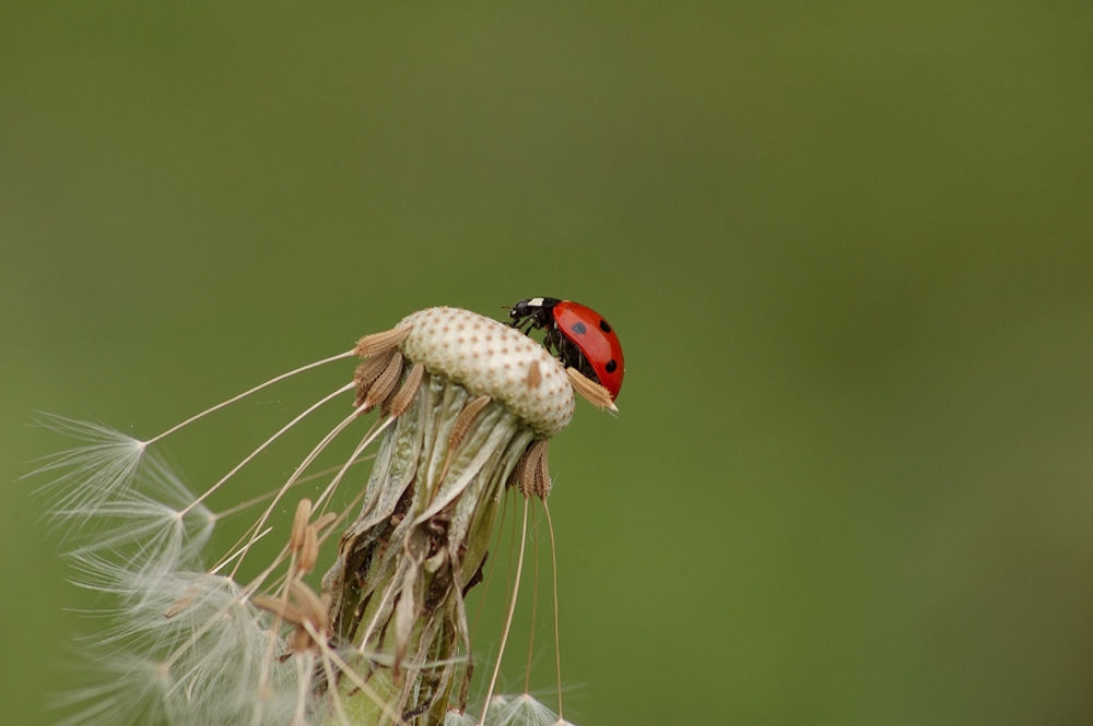 Marienkäfer