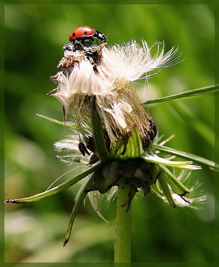 Marienkäfer