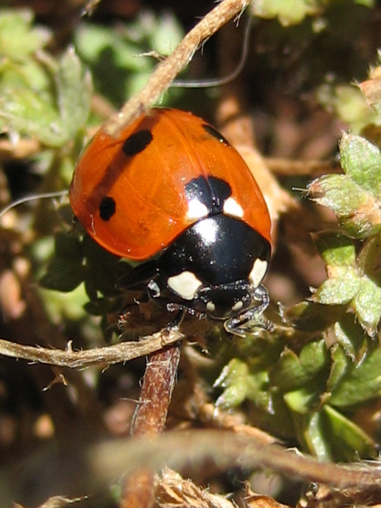 Marienkäfer