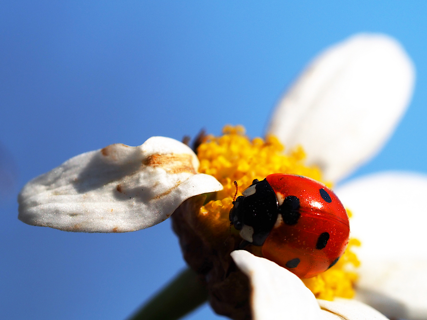 Marienkäfer Foto & Bild | nah- & makro, tiere, wildlife Bilder auf