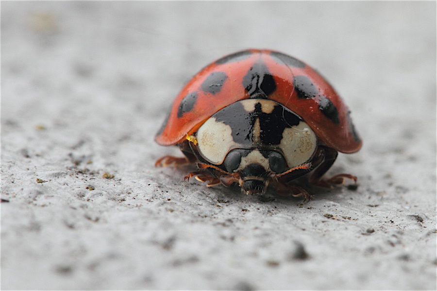 Marienkäfer