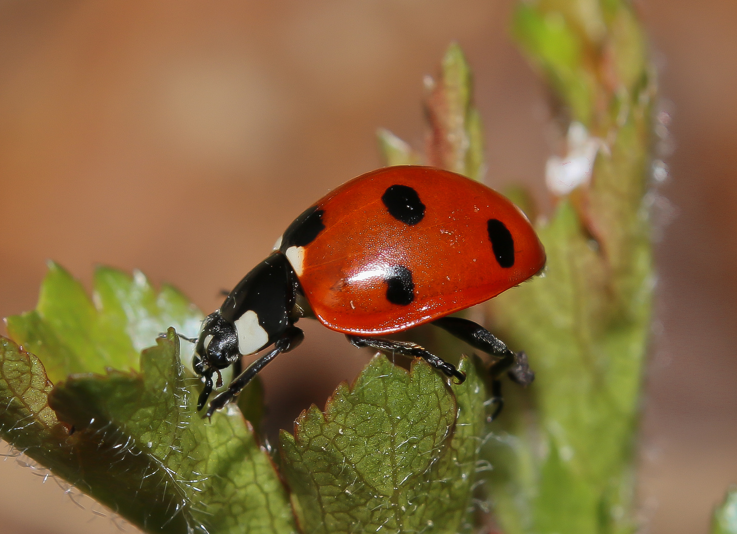 Marienkäfer