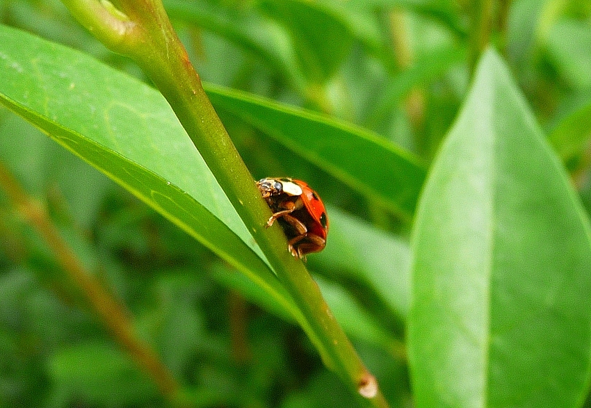 Marienkäfer