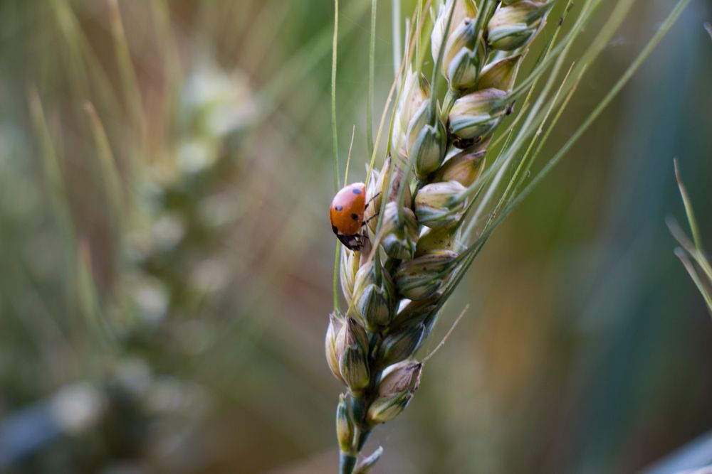 Marienkäfer