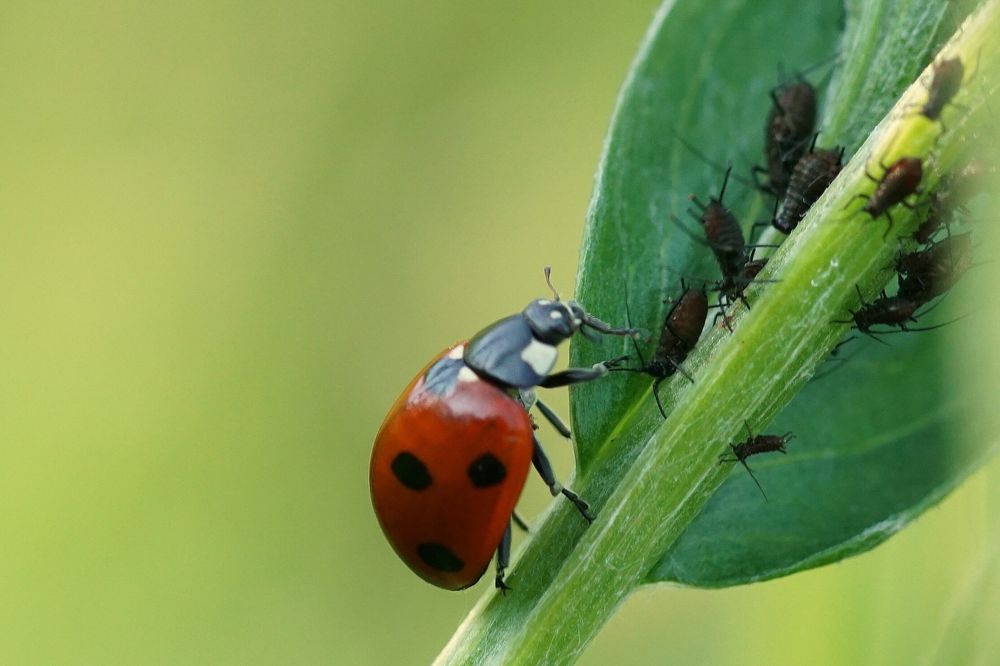 Marienkäfer