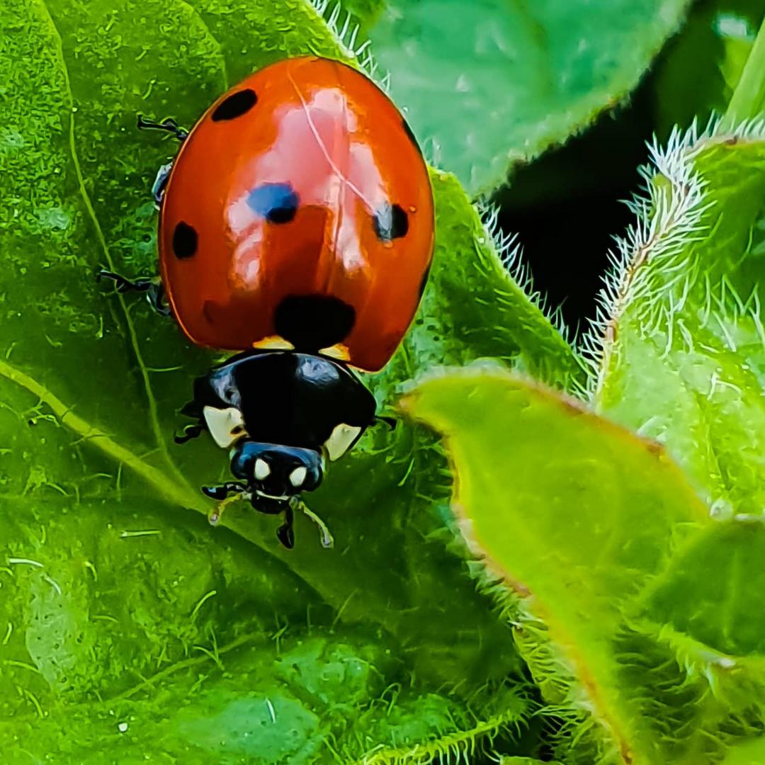 Marienkäfer!