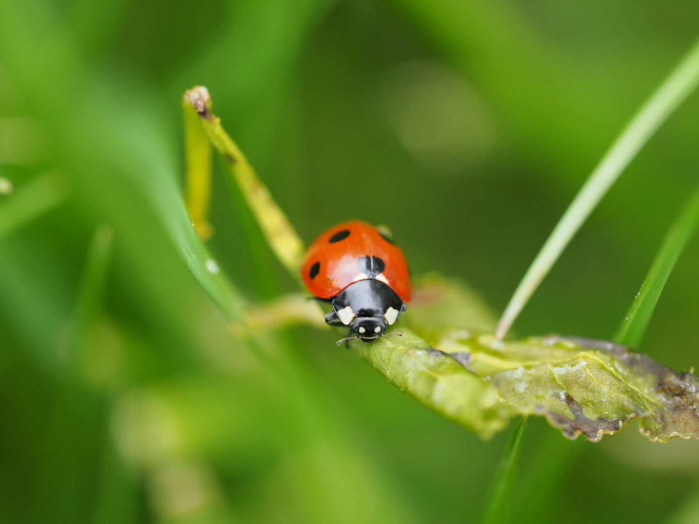 Marienkäfer Foto & Bild | makro, frühling, natur Bilder auf fotocommunity