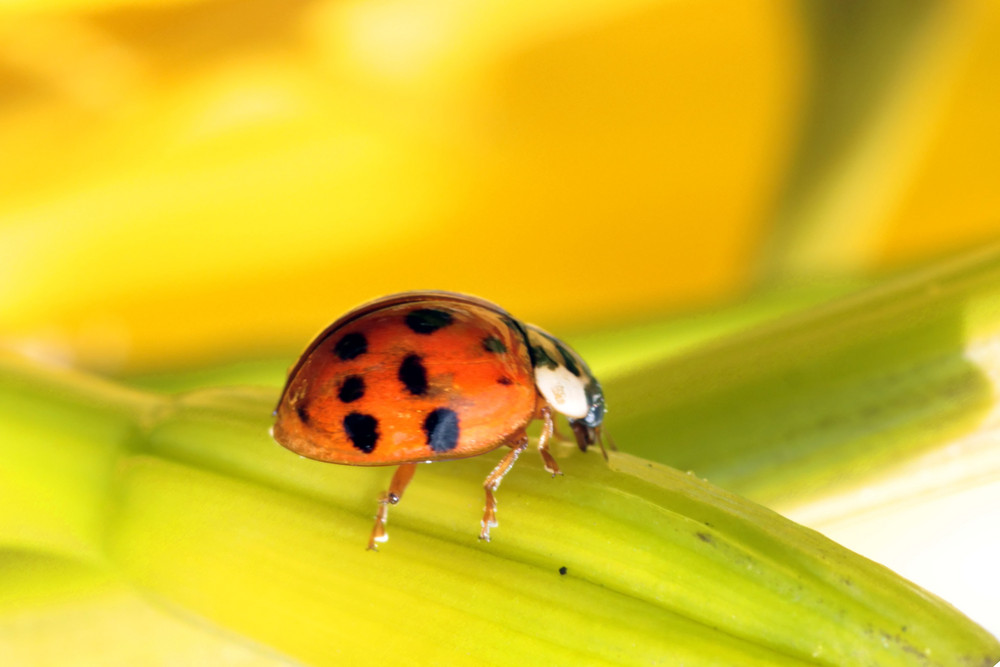 Marienkäfer Foto & Bild | tiere, wildlife, insekten Bilder auf
