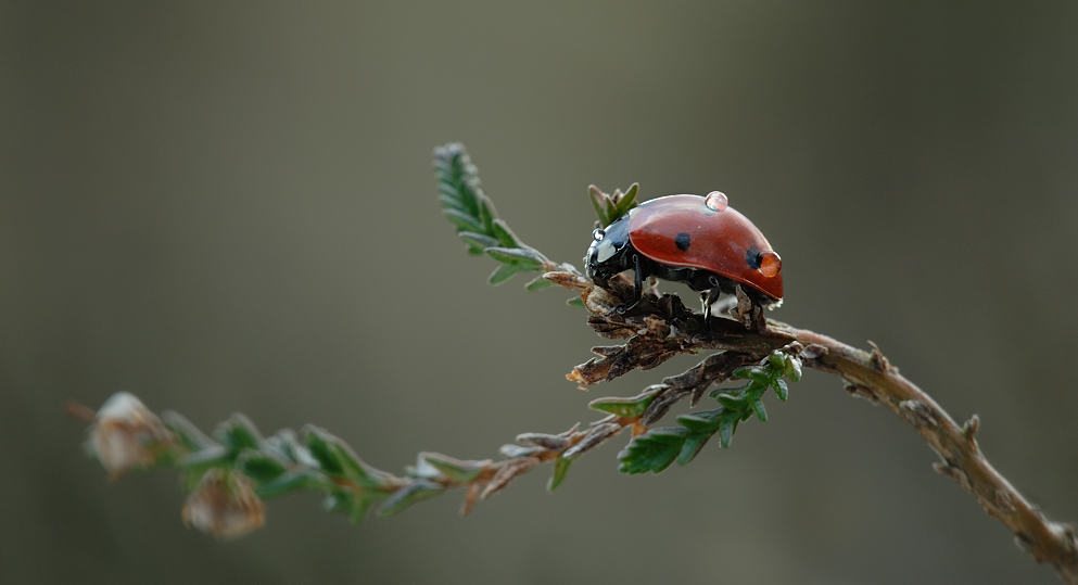 Marienkäfer