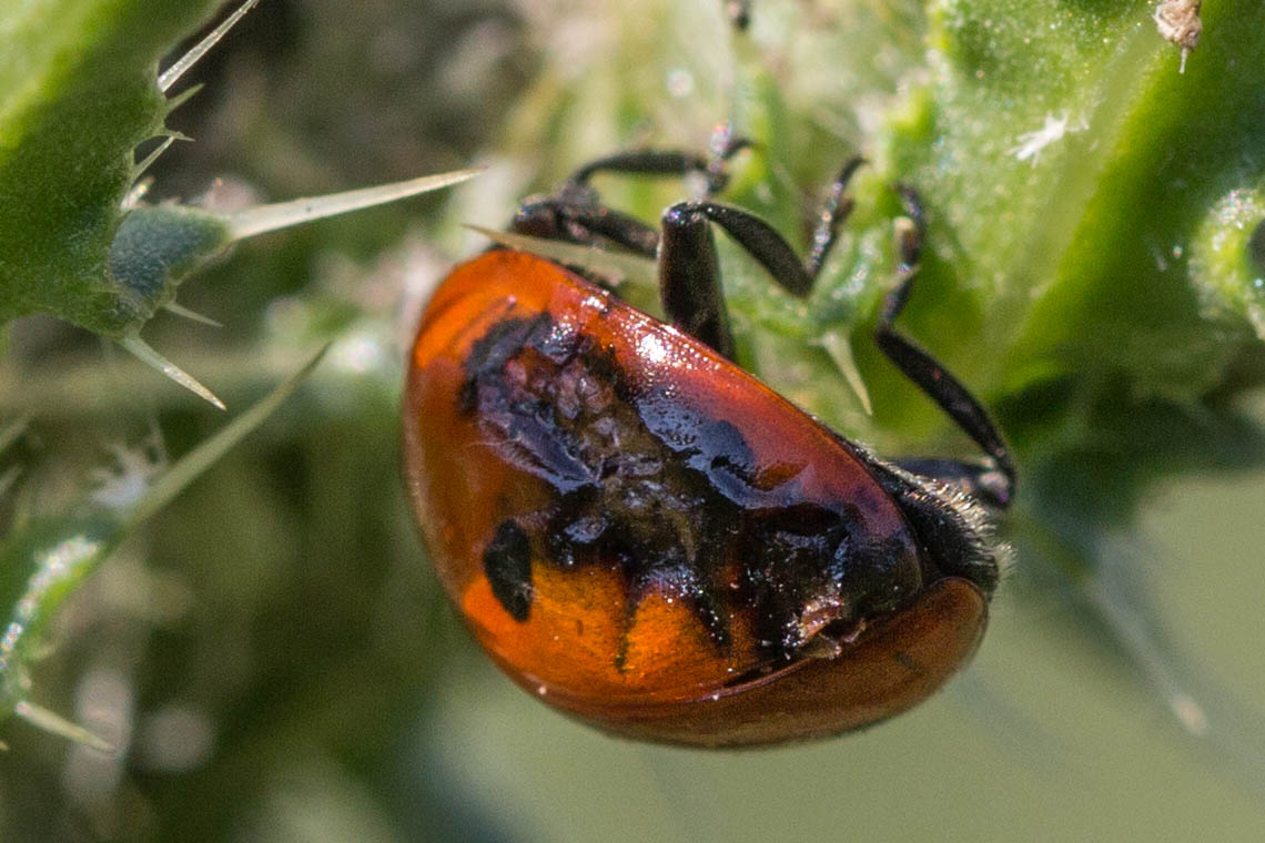 marienkäfer