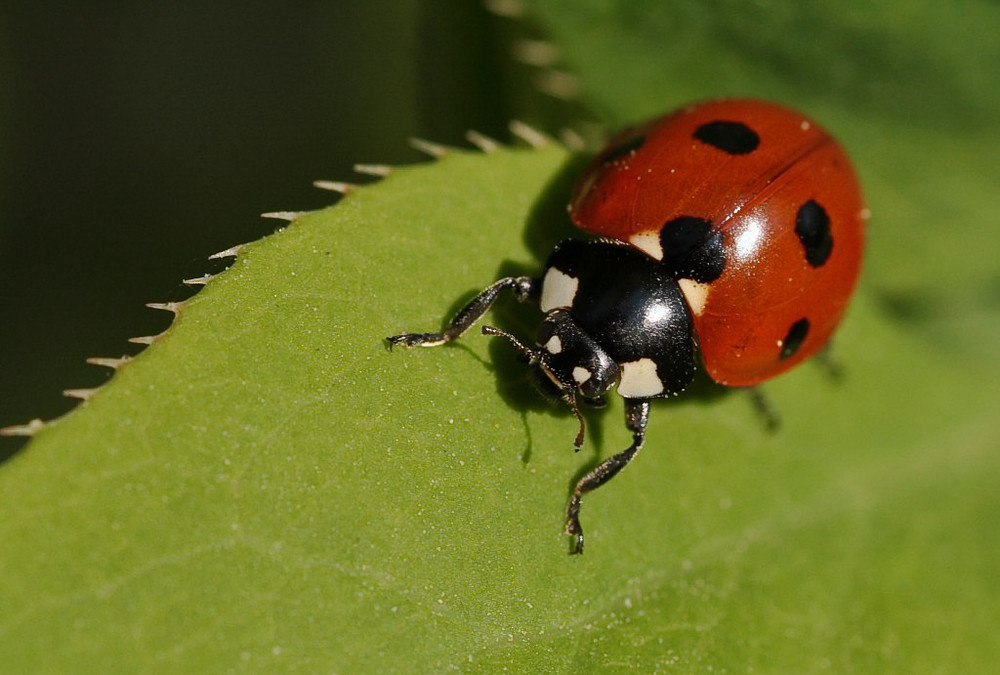 marienkäfer