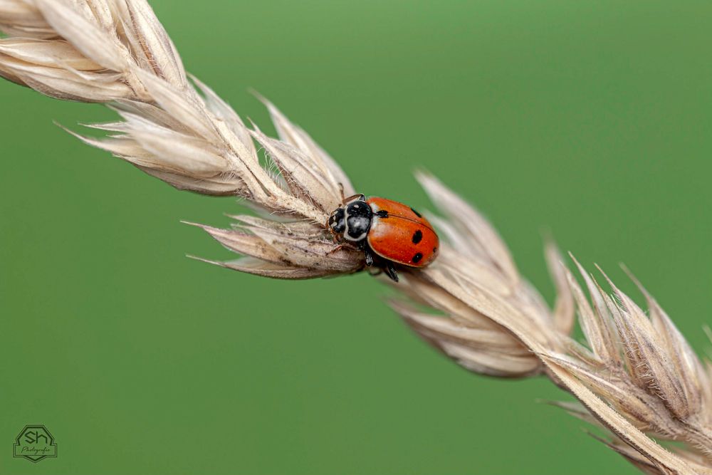 Marienkäfer 