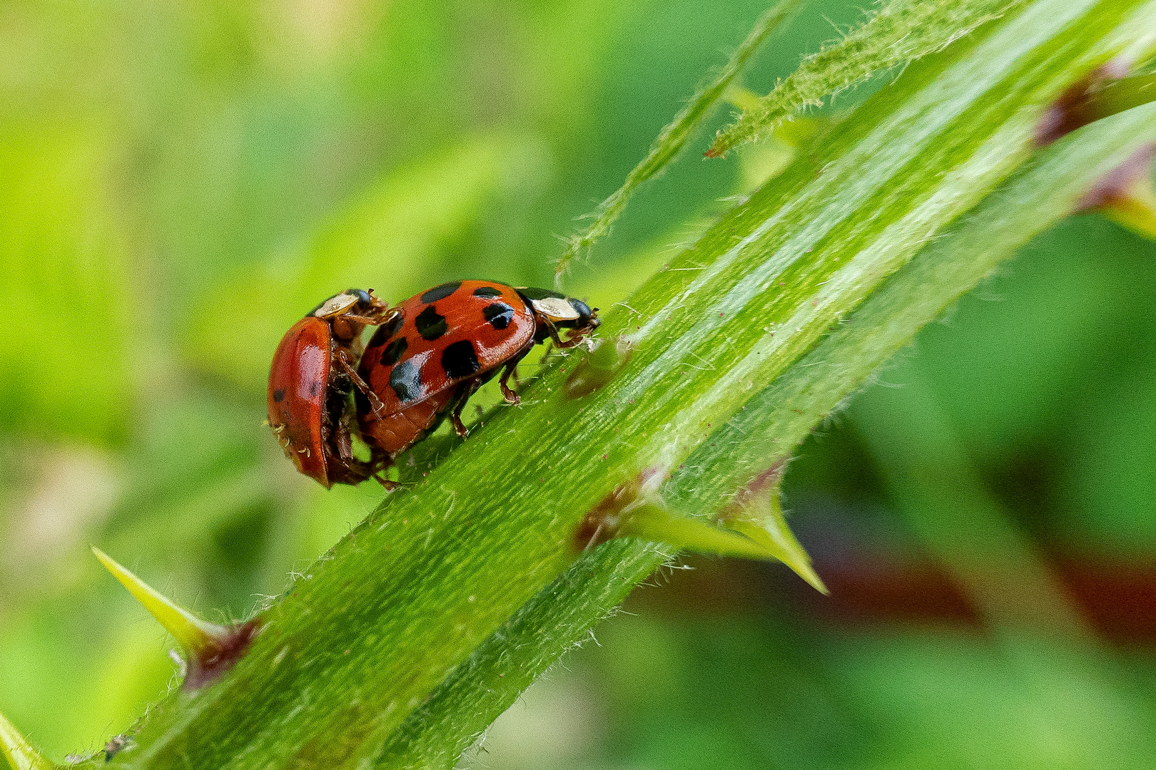 Marienkäfer - 4 Foto & Bild | sommer, natur, köln Bilder auf fotocommunity