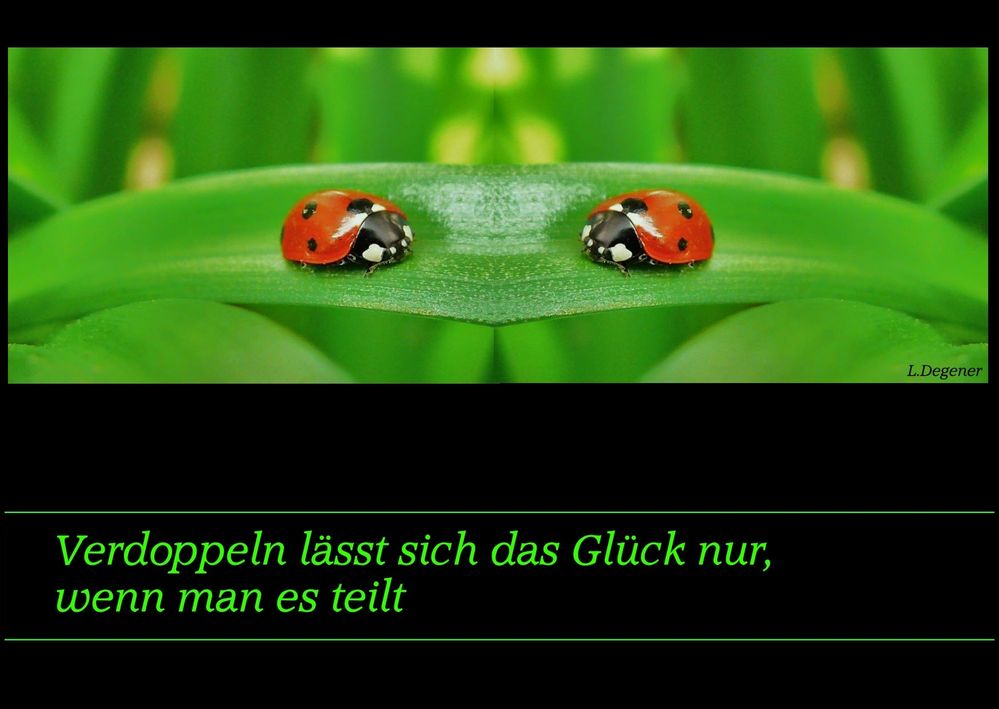 Marienkäfer Foto & Bild tiere, wildlife, insekten Bilder auf